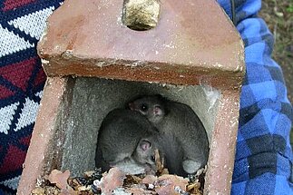Nistkasten