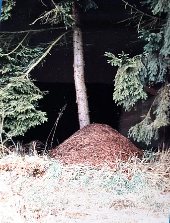 - vergrößerte Darstellung öffnen