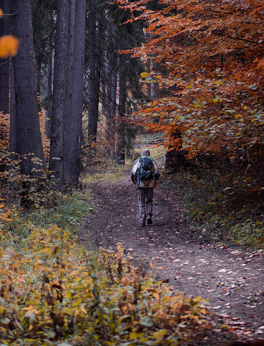 Herbstwanderung in der Wahner Heide