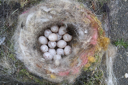 Vogelnest