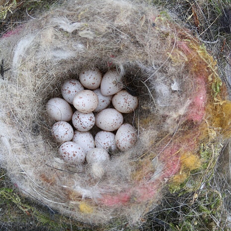 Vogelnest Vogelnest - vergrößerte Darstellung öffnen