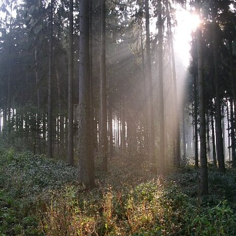 Wald mit Sonne Wald mit Sonne - vergrößerte Darstellung öffnen