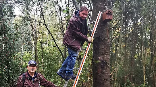 Nistkastensäuberung im Lohmarer Wald